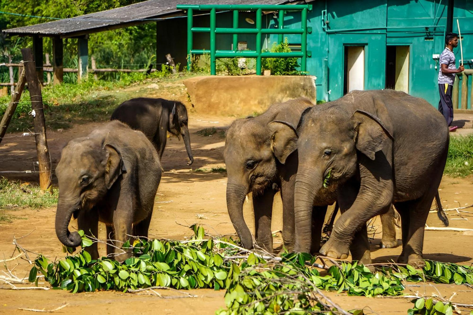 Little Ele Safari Lodge Удавалаве Экстерьер фото