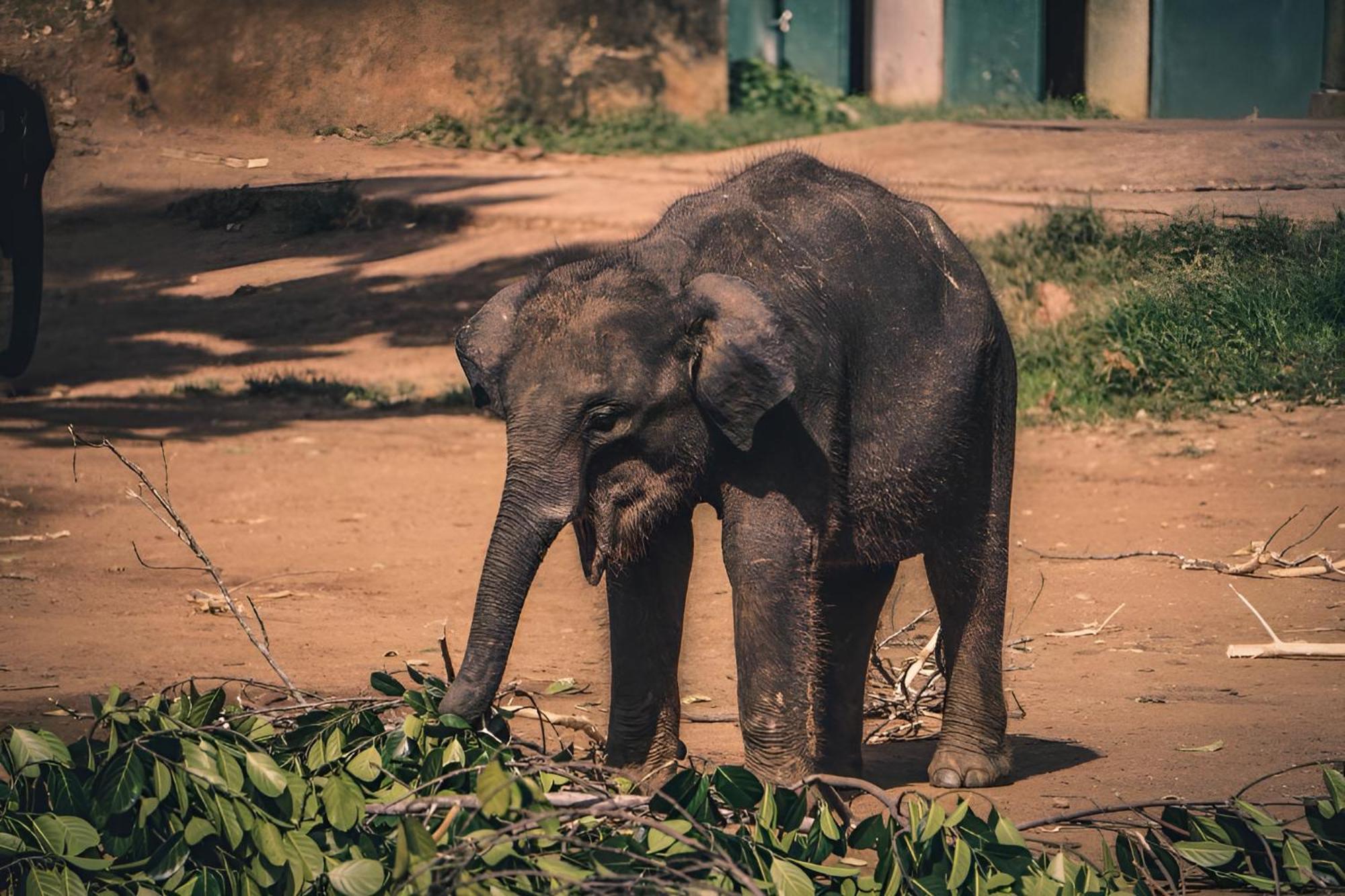 Little Ele Safari Lodge Удавалаве Экстерьер фото